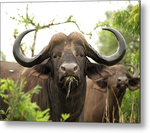 Working Animal Metal Print featuring the photograph South Africa - Buffalo by Ibon Cano Sanz