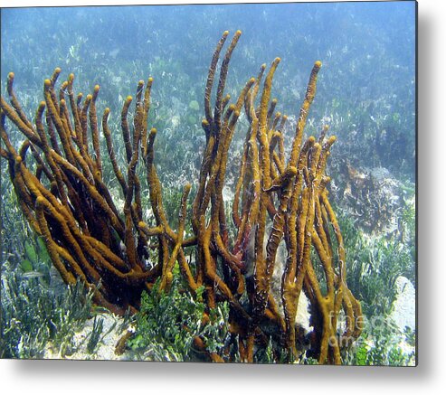 Sponge Found In St Thomas Metal Print featuring the photograph Sponge Found In St. Thomas by Barbra Telfer