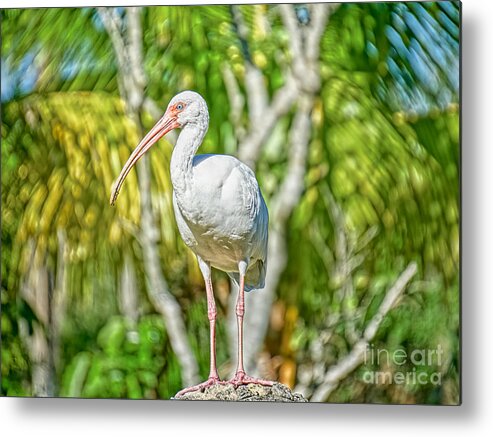 Everglades Birds Metal Print featuring the photograph Take A Stand by Judy Kay