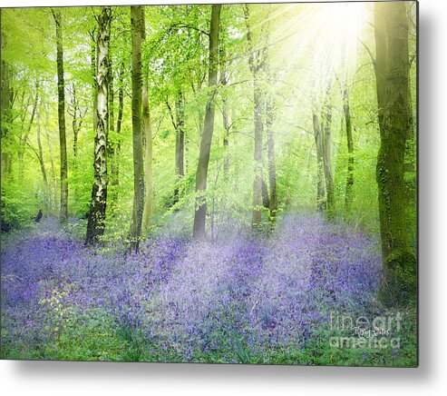 Bluebells Metal Print featuring the pyrography The Bluebell Woods by Morag Bates