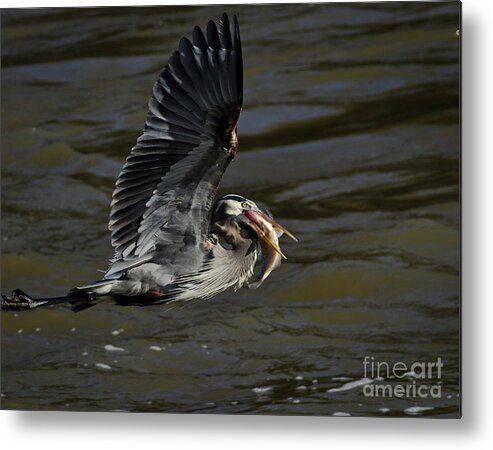 Great Metal Print featuring the photograph The Catch by Douglas Stucky