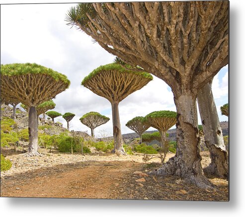 Umbrella Plant Metal Print featuring the photograph The Magnificent Dragon Trees Looking Up by Davorlovincic