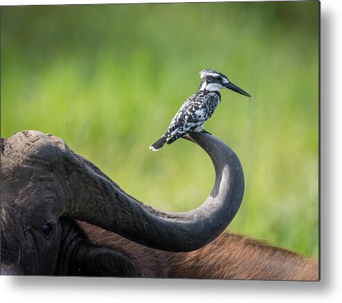 Africa Metal Print featuring the photograph The Pied Kingfisher, Ceryle Rudis by Petr Simon