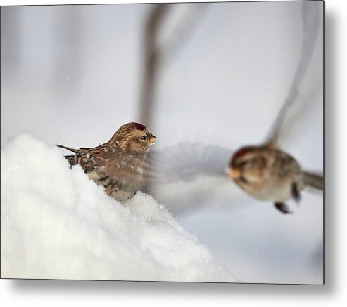 Acanthis Flammea Metal Print featuring the photograph The wings so light just passing by. Common redpoll by Jouko Lehto