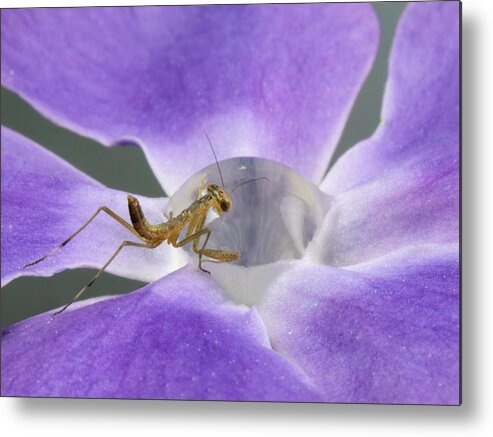 Larva Metal Print featuring the photograph Thirsty by Jimmy Hoffman