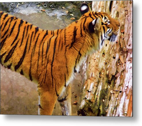 Tiger Metal Print featuring the photograph Tiger Pose by D Hackett