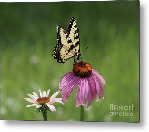 Butterfly Metal Print featuring the photograph Tiger Swallowtail Butterfly and Coneflowers by Robert E Alter Reflections of Infinity