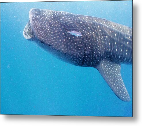 Ocean Metal Print featuring the photograph Time To Krill by Lynne Browne