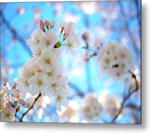 Clear Sky Metal Print featuring the photograph Tokyo, Sakura by Takahiro Yamamoto