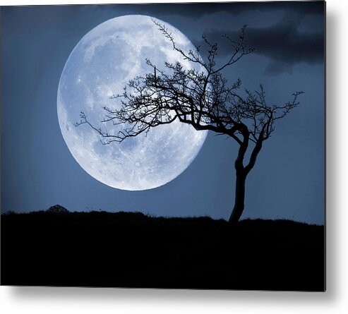 Scenics Metal Print featuring the photograph Treelight by Victor Walsh Photography