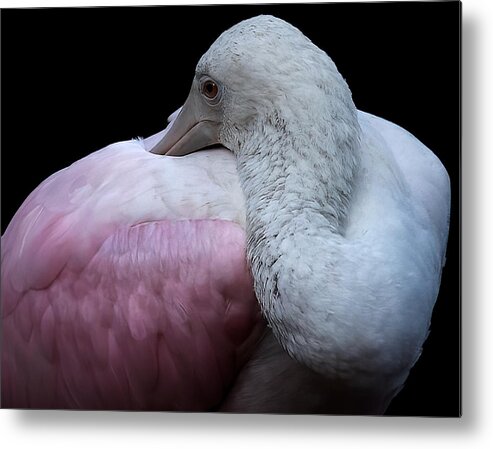 Spoonbill Metal Print featuring the photograph Tucked In by Jon W Wallach