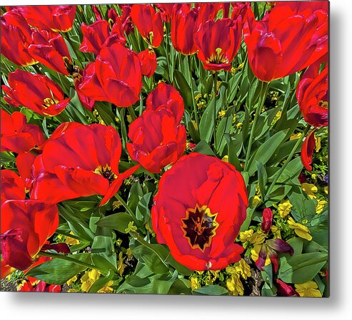 Tulips Metal Print featuring the photograph Tulips by Jay Binkly