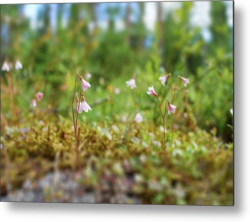 Helvetinjarvi National Park Metal Print featuring the photograph Twinflower forest by Jouko Lehto