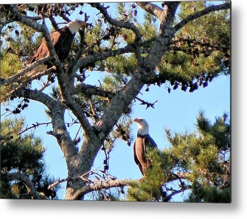 Birds Metal Print featuring the photograph Two Eagles by Karen Stansberry