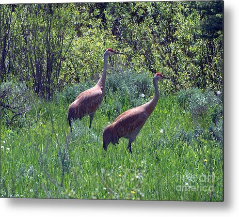 Sandhill Crane Metal Print featuring the photograph Two of a Kind by Dorrene BrownButterfield