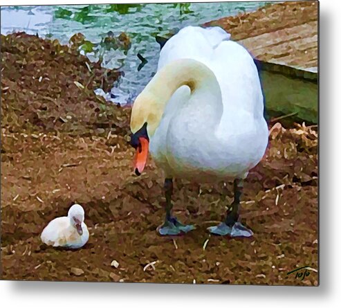 Swan Metal Print featuring the photograph Ugly Duckling by Tom Johnson