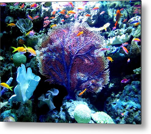 Green Metal Print featuring the photograph Undersea Wonder Photograph by Kimberly Walker