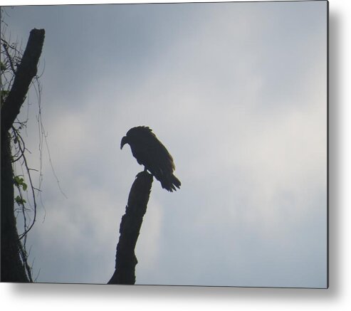Bird Metal Print featuring the photograph Waiting For Prey by Aaron Martens