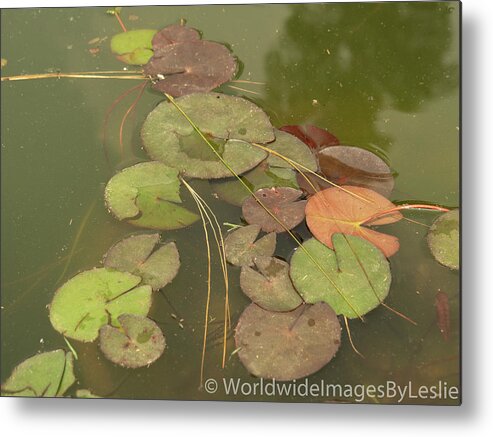 Gardens Metal Print featuring the photograph Abstract Beauty Water Lilies by Leslie Struxness