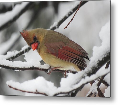 Cardinal Metal Print featuring the photograph Well Hello There by Linda Stern