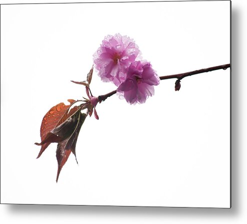 Hanging Metal Print featuring the photograph Wet Cherry Blossoms by Orlin Bertsch