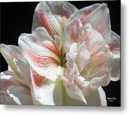 Flower Metal Print featuring the photograph White Glory by Michele Penn