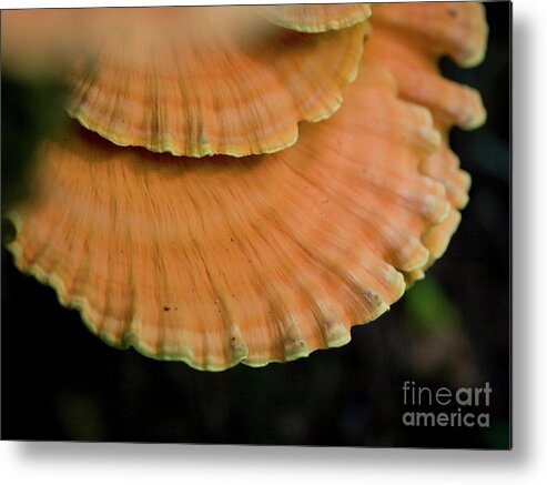 Chicken Of The Woods Metal Print featuring the photograph Wild Mushrooms on a log by Rich Collins