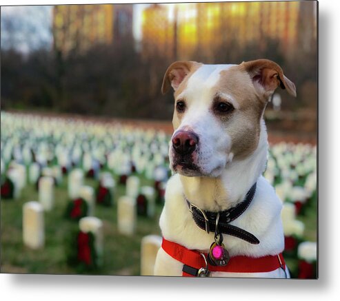 Dog Metal Print featuring the photograph With Respect by Lora J Wilson