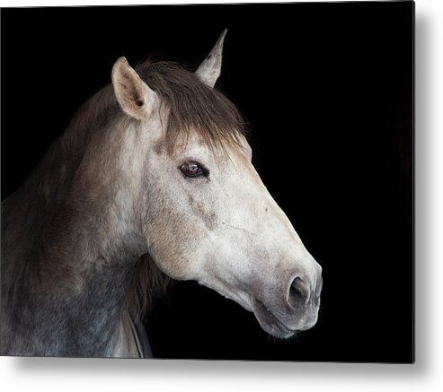 Horse Metal Print featuring the photograph Yeguada El Aladroque by Jaime Viñas.