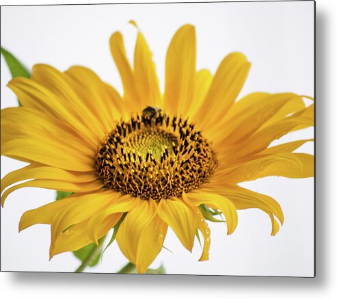 Ohio Metal Print featuring the photograph Yellow by Stewart Helberg