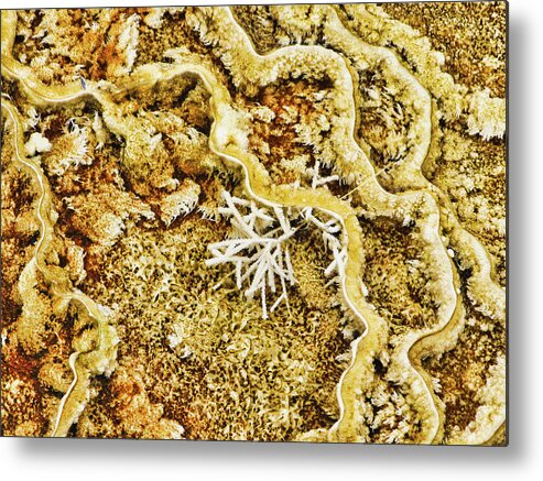 Abstract Metal Print featuring the photograph Yellowstone 6 by Segura Shaw Photography