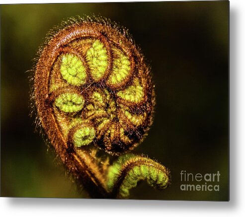 Fern Metal Print featuring the photograph Young fern leaves by Lyl Dil Creations
