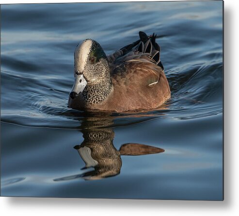 American Metal Print featuring the photograph American Wigeon #1 by Wade Aiken