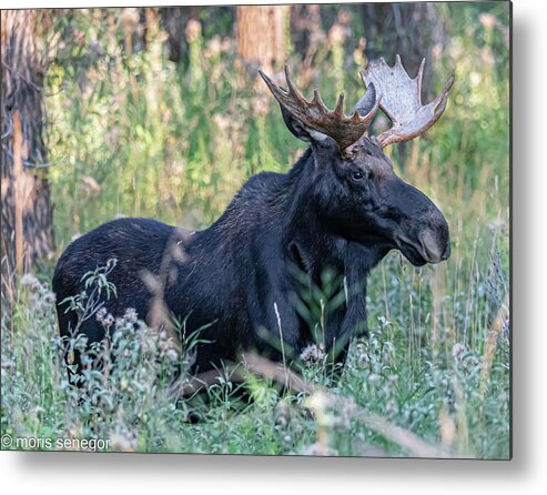 Moose Metal Print featuring the photograph Bull moose, Wilson, WY #1 by Moris Senegor