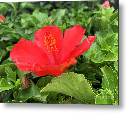 Flowers Metal Print featuring the photograph Flower Joy #1 by Catherine Wilson