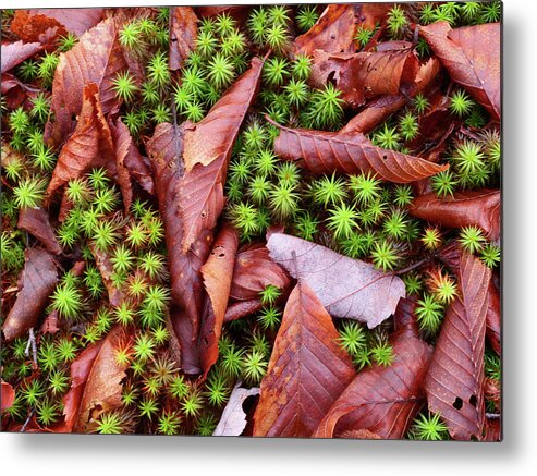 Forest Metal Print featuring the photograph Forest Floor #2 by Rob Huntley