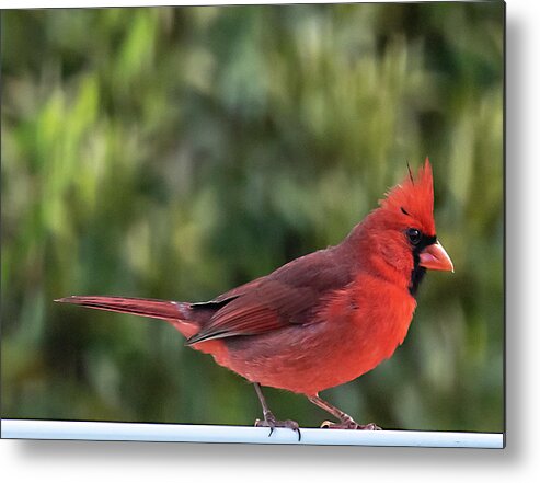 Red Metal Print featuring the photograph Northern Cardinal #2 by Dart Humeston