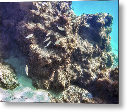 Fish Metal Print featuring the photograph Underwater #2 by Meir Ezrachi