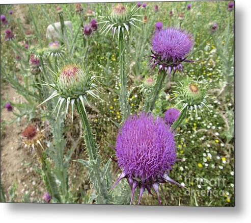 Path Metal Print featuring the photograph Thistle flowers along our path near Valle de Abdalajis #2 by Chani Demuijlder