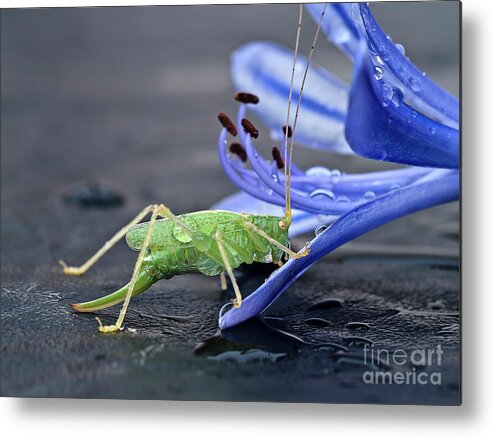Beauty Beast Cricket Agapanthus Flower Insect Green Drinking Feeding Blue Action Macro Close Up Delightful Nature Beautiful Fantastic Magical Poetic Colorful Vivid Bright Humor Funny Fun Bizarre Thirsty Water Drops Climbing Climber Dew Metal Print featuring the photograph A BEAUTY AND A BEAST- the climber by Tatiana Bogracheva