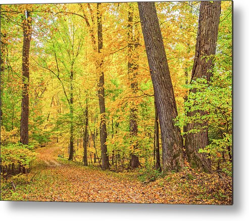 Fall Metal Print featuring the photograph A Carpet of Leaves by Marianne Campolongo