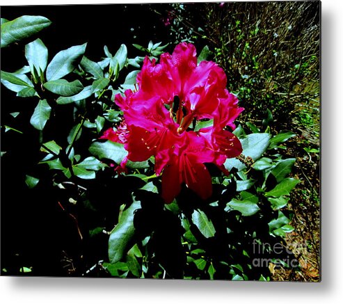 Flowers Metal Print featuring the painting A Flower by Bill OConnor