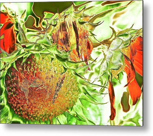 Sunflowers Metal Print featuring the mixed media A New Season Begins by Alida M Haslett
