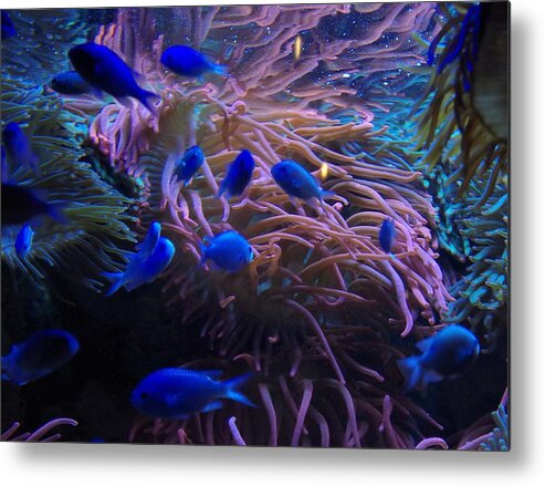 Fish Metal Print featuring the photograph A touch of blue by Bess Carter