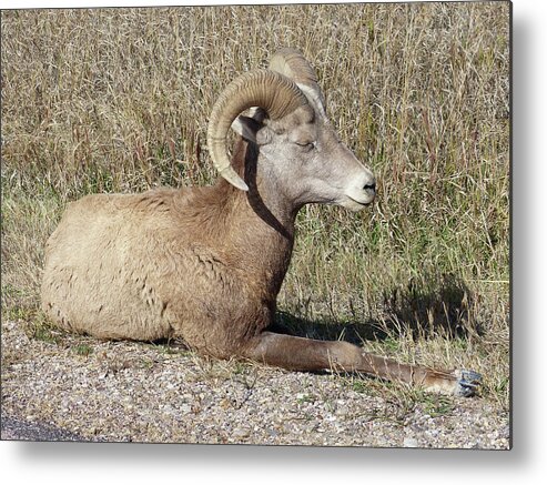 Badlands National Park Metal Print featuring the photograph A Young Bighorn by Rosanne Licciardi