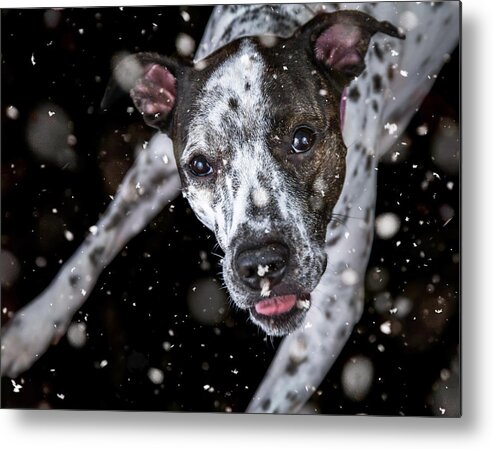 Dog Metal Print featuring the photograph Abbey Eating Snow, Mixed Breed Dog by Jeanette Fellows