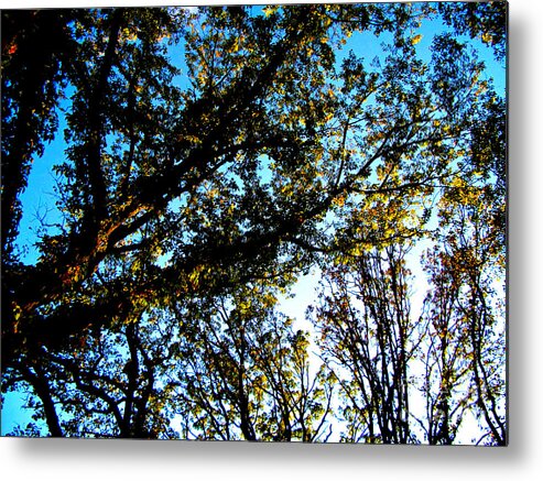 Nature Metal Print featuring the photograph Abstract Autumn Sunlit Tree Branches - Color by Frank J Casella