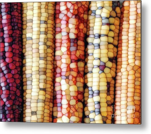 Indian Corn Metal Print featuring the digital art Abstract Indian Corn by Phil Perkins