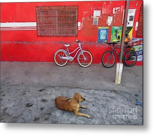 Dog Metal Print featuring the photograph Afternoon Break by Diana Rajala