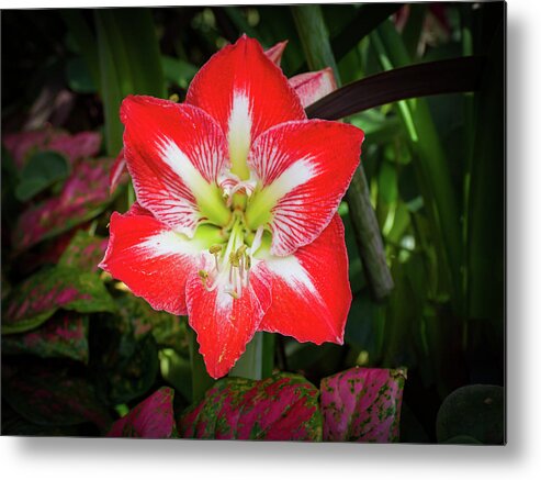 Flowers/plants Metal Print featuring the photograph Amaryllis Flower by Louis Dallara